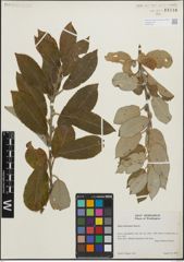 Foto von Salix hookeriana Barratt ex Hook.